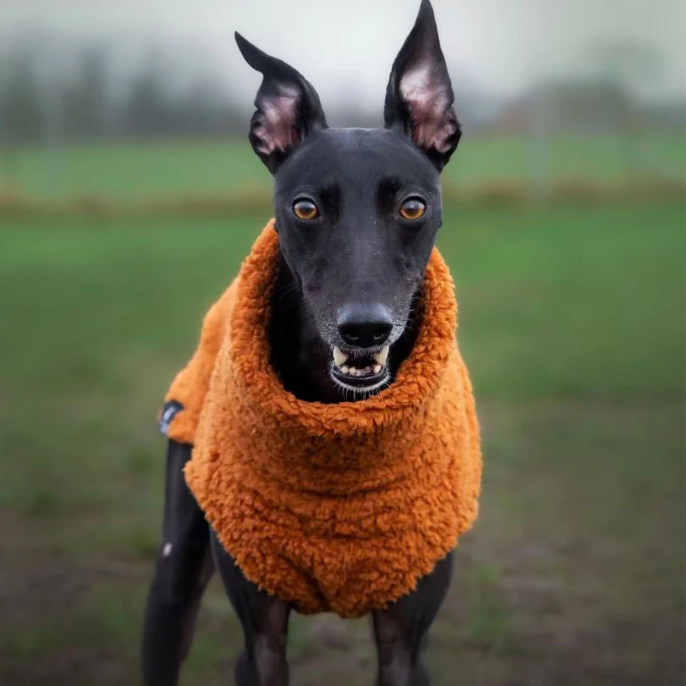 Suéter invierno cuello alto para Whippet y galgos españoles – calabaza - imagen 4