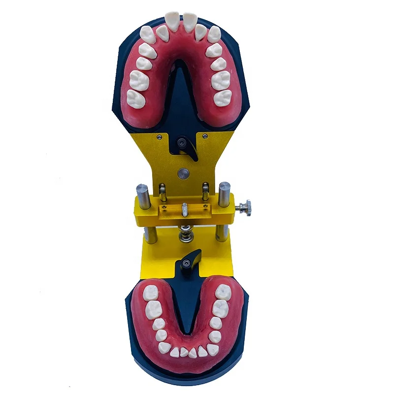 Aparato de ortodoncia YTYIN, equipo de soporte de Metal para enseñanza, soporte totalmente de Metal, modelo de dientes, modo modelo Ortho