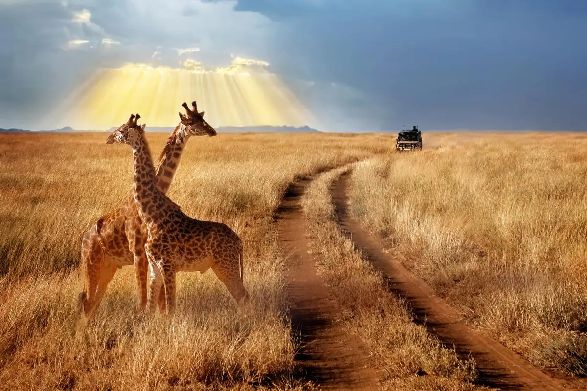 Johnson African Safari Giraffe National Park backdrops High quality computer print scenic Photography Studio Backgrounds