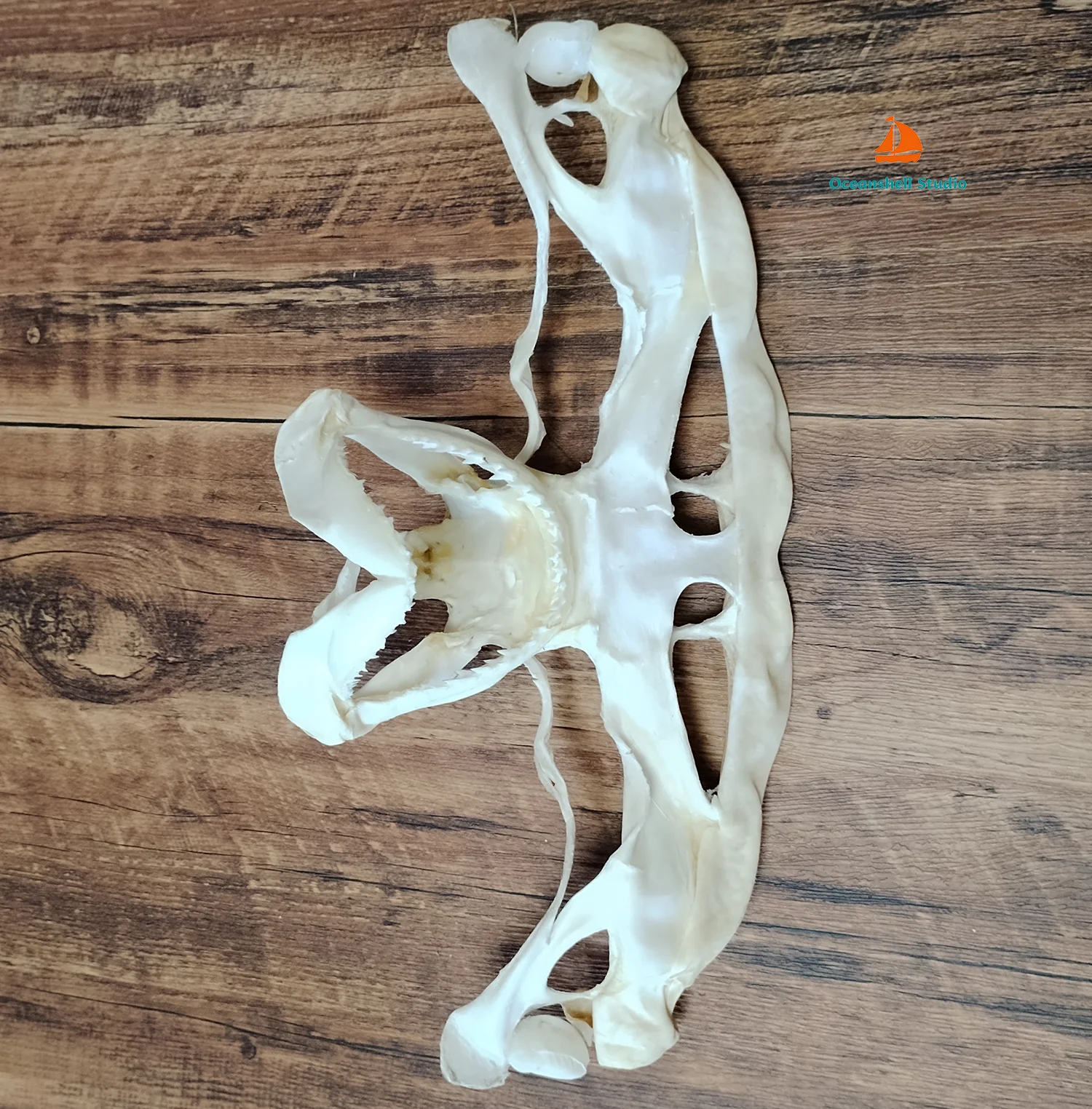 Real Deep Sea Fish Skull Animal Bone Skeleton Specimen Taxidermy Model Science Education Teaching Display Ornament Unique Gifts