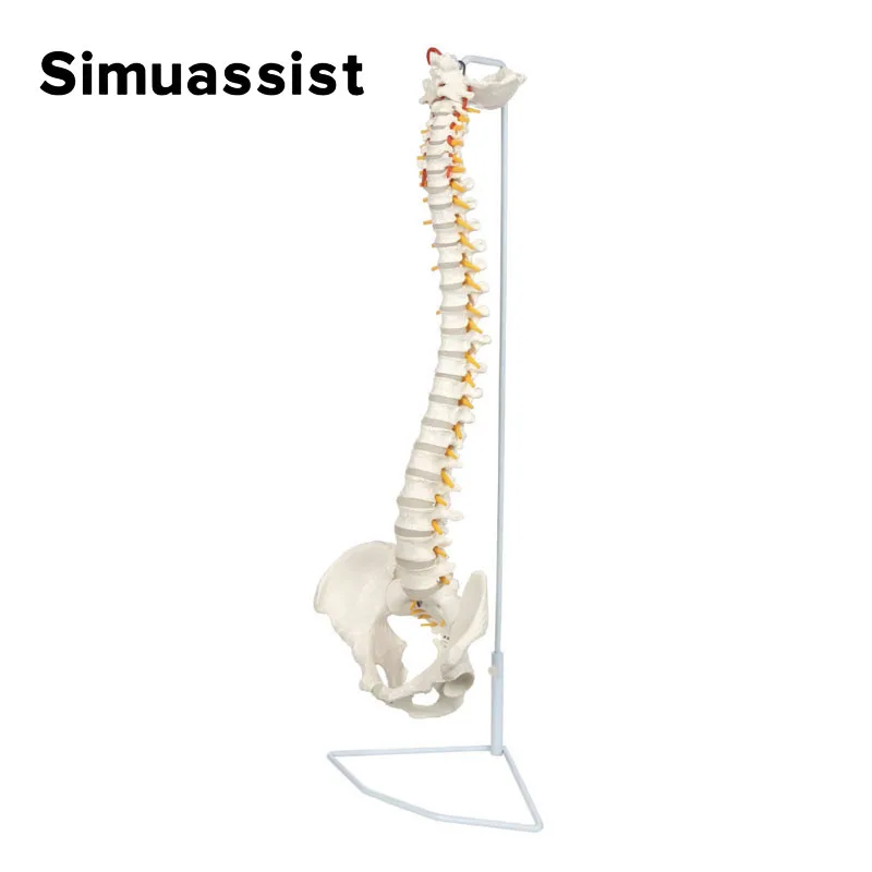 Modelo de columna vertebral de tamaño real con nervios, vértebras, venas, columna Lumbar, Pelvis masculina, incluye soporte duradero, 85cm