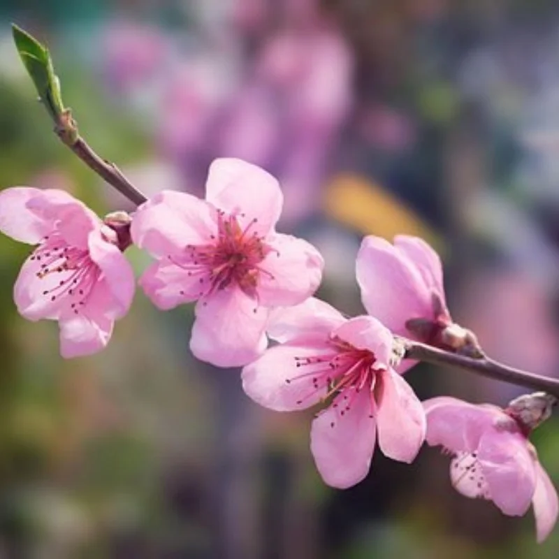 

Низкопрофильный цифровой сервопривод с металлической шестерней 12 кг для дорожного туристического дрифта 1/10 3RACING Sakura D5 MR HPI Tamiya Kyosho