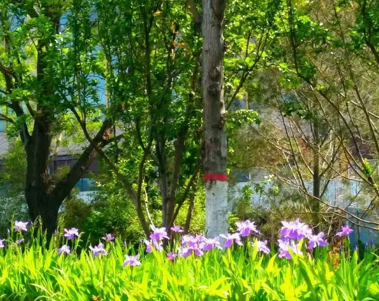 

Комплект из 4 металлических колес с бедлок-дисковыми креплениями и шинами 40 мм (0,7 дюйма) для радиоуправляемых краулеров 1/30 SCX30 Ascent-32, запчасти и аксессуары для тюнинга