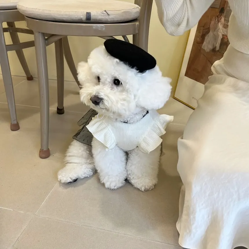 Pet Dog Couple Dresses Vintage Little Fragrance Bowknot Skirt Bichon Teddy Summer Clothes Boomerang Cute Clothes