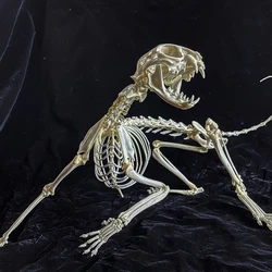 Complete skeleton animal bone specimen collection Bar props Personalized decoration DIY materials