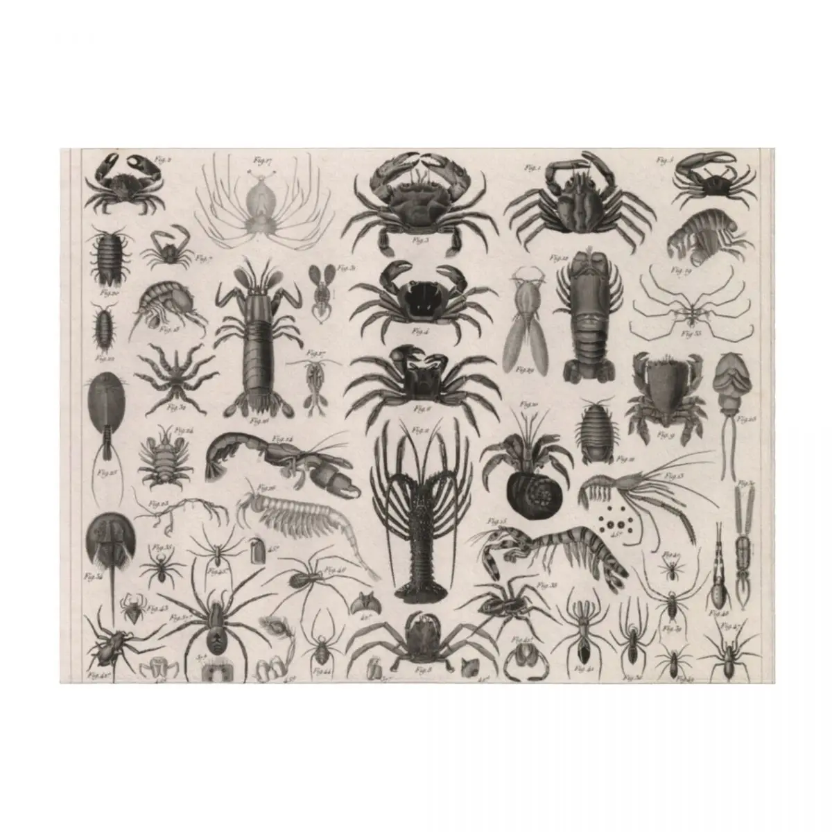 

1857 Diagram Zoology: Animals including Crustaceans. Throw Blanket Furry wednesday Fashion Sofas Hairys Blankets