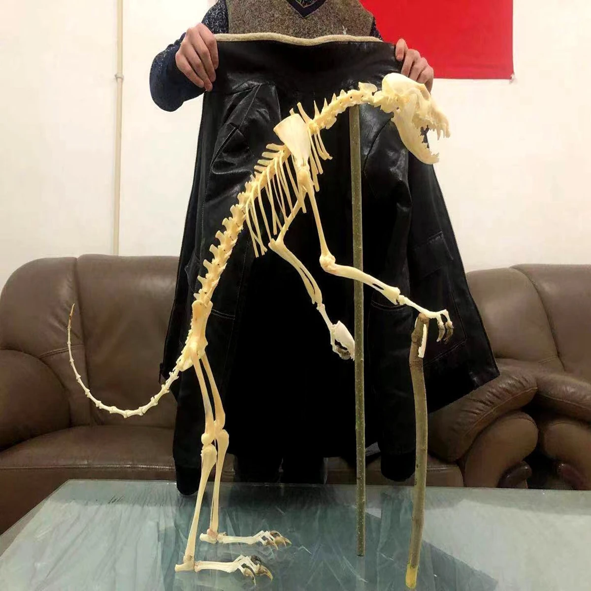 1Pcs Vulpes vulpes Red Fox, Silver Fox, Cross Fox Skull complete animal skeleton specimen