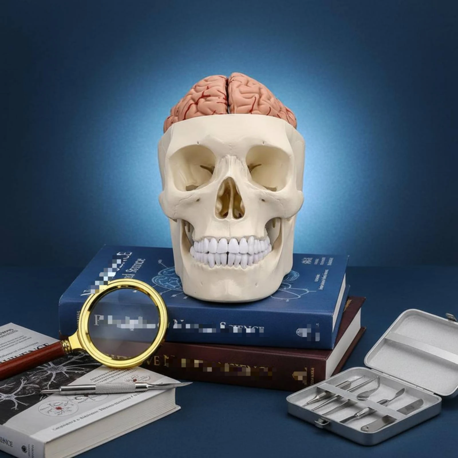 Human Skull and Brain Model Li - Medical Lab Study 评论和价格