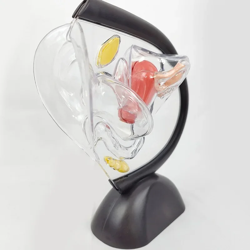 

Прозрачная анатомия человека, матка, вагинальная репродуктивная система, модель анатомического контрацептивного увеличения