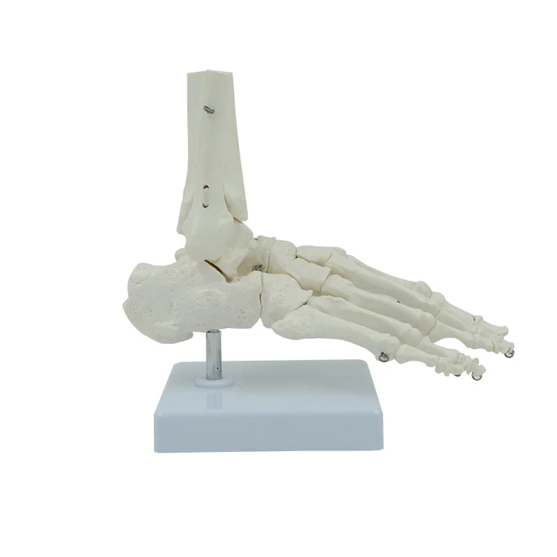 DARHMMY 1:1Medical Human Skeleton Foot Bones Anatomy Model Foot And Ankle With Shank Bone Anatomical Model Greys Anatomy