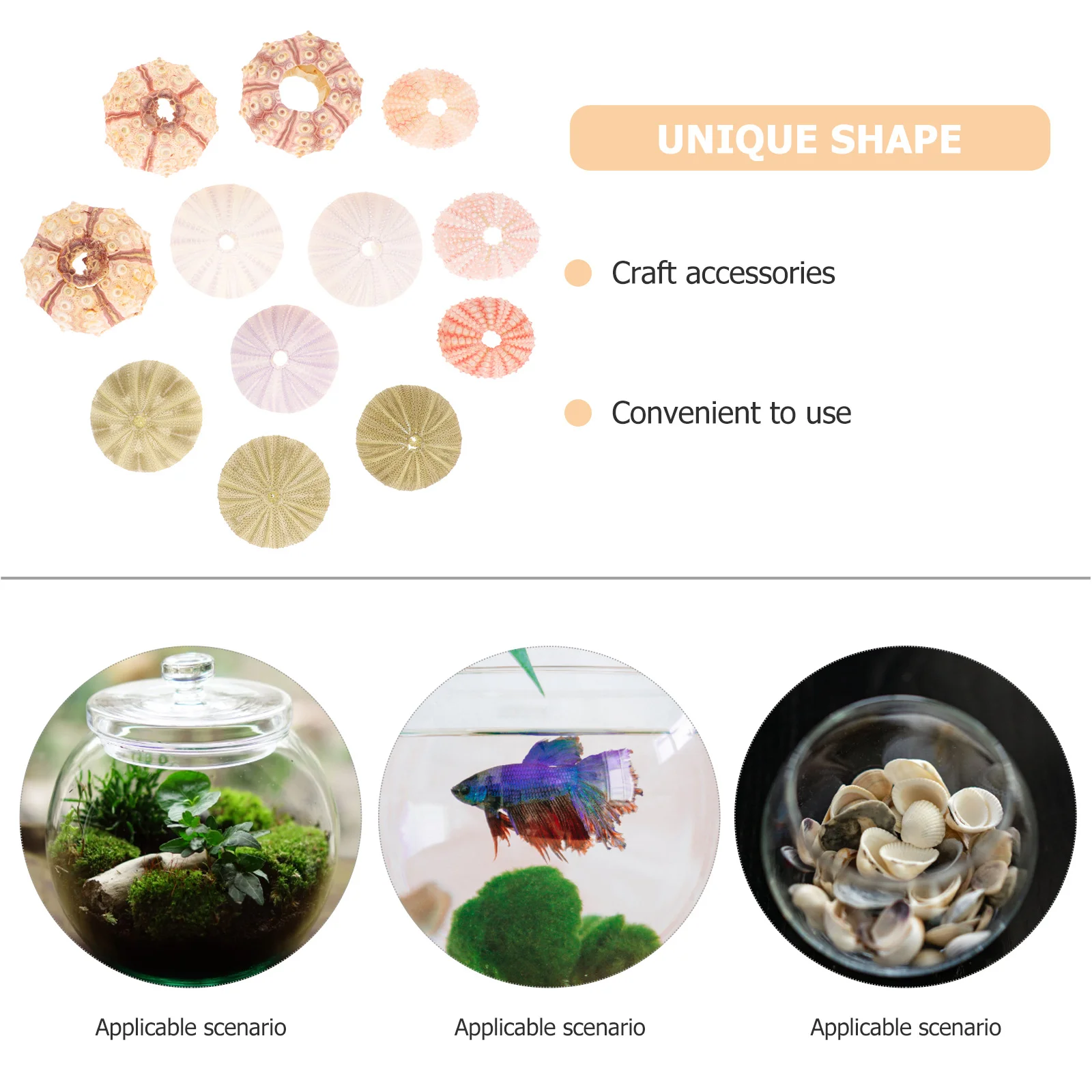 12 Pcs Container Natural Shell Conch Fish Tank Decorations Sea Urchin Tabletop Urchins