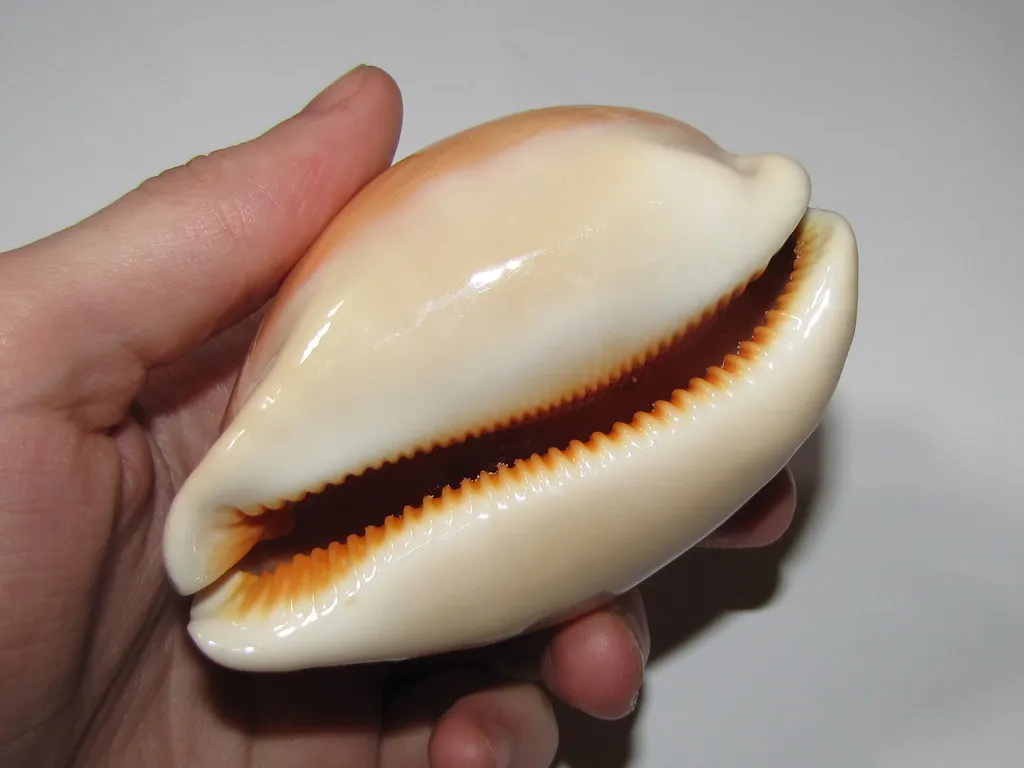 ZŁOTY RÓŻKA COWRIE