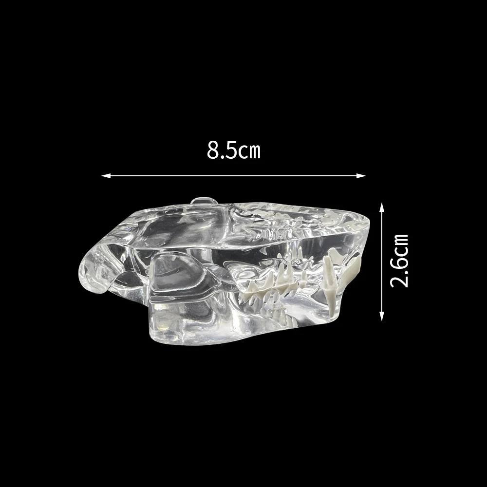 Transparent Cat Teeth Anatomical Model Dental Animals Oral Tooth Jaw Typodont For Veterinary Office Educational Decoration Tool