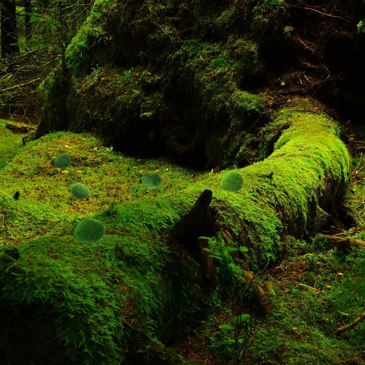 

12 Pcs Moss Stone Artificial Simulation Terrarium Ball Decoration Realistic Craft Home Office Bedroom Plant Container