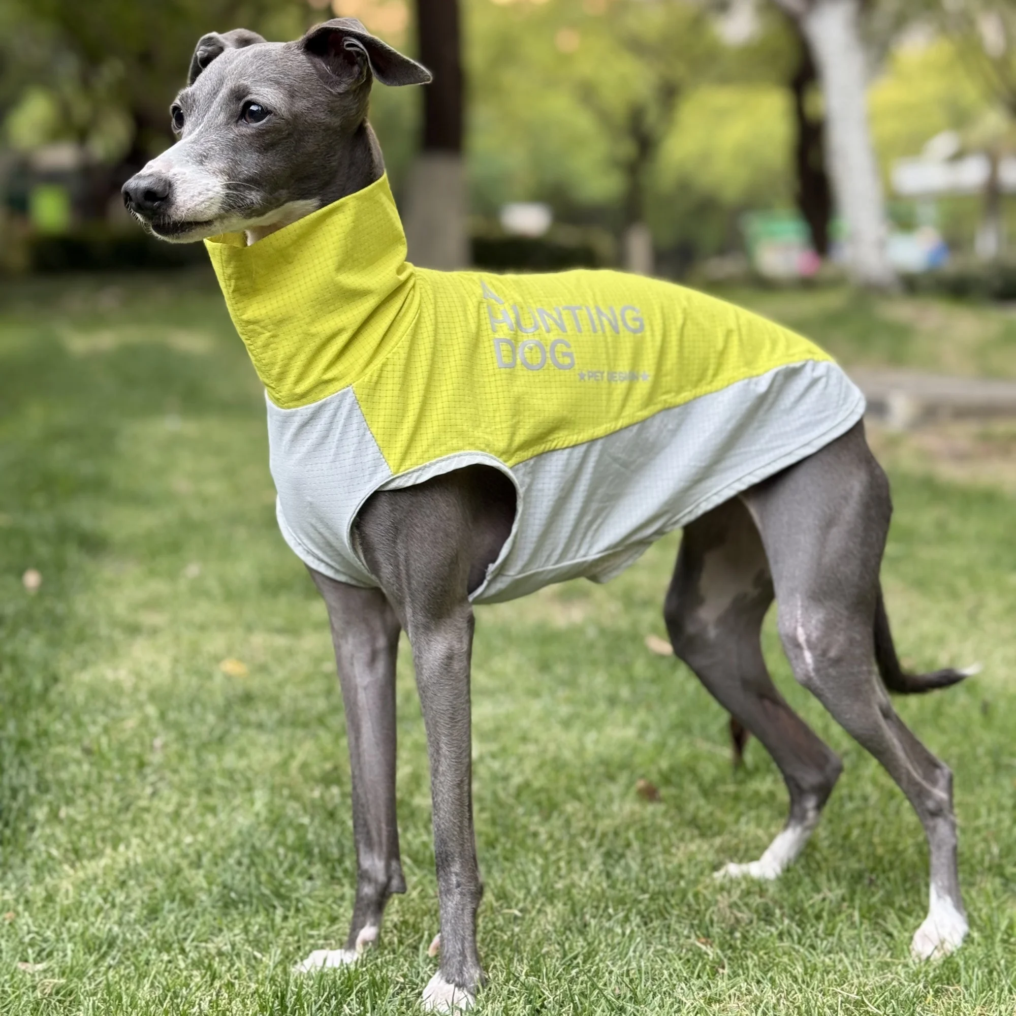 Chaleco de tela fría con protector solar de secado rápido amarillo de verano para galgo italiano Camiseta linda delgada transpirable para Bedlington Whippet