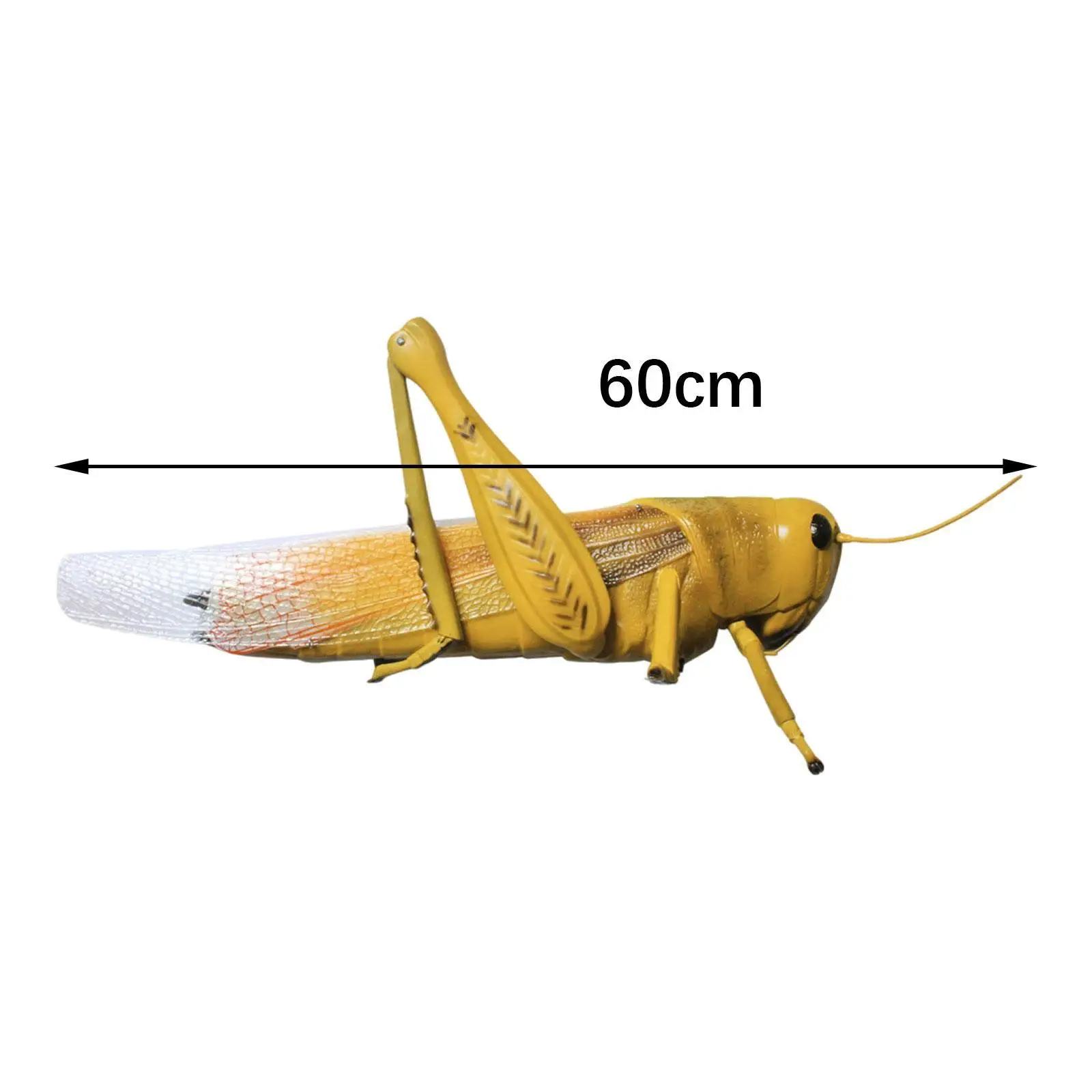 Locusts Model Learning Tool Home Decor Teaching Tools Classroom Supplies Lightweight Sturdy Educational Biology Teaching Tool