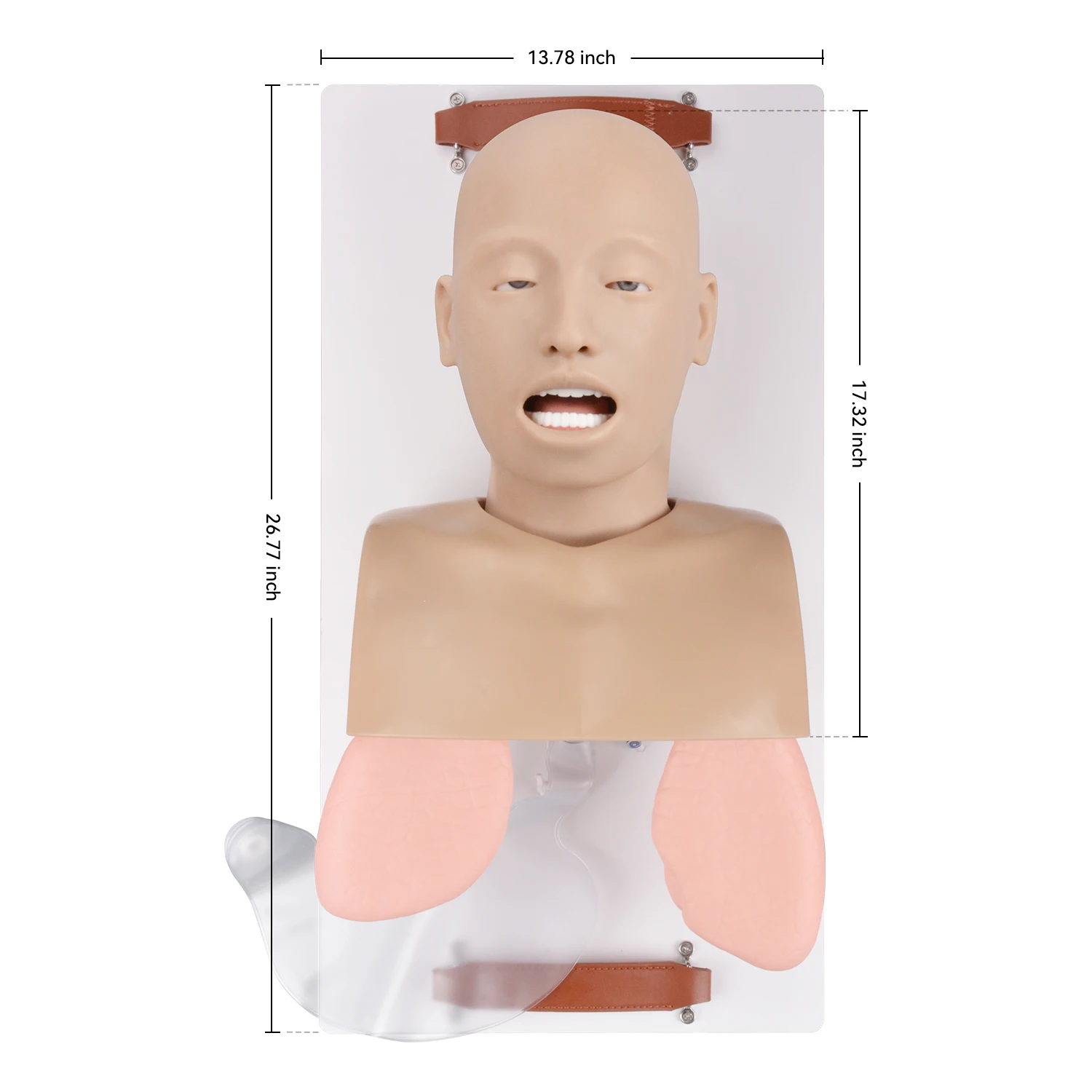 ATM Adult Airway Management Trainer NPA/OPA Insertion Intubation Ventilation Airway Model for EMS Educate C-L I-IV View Training