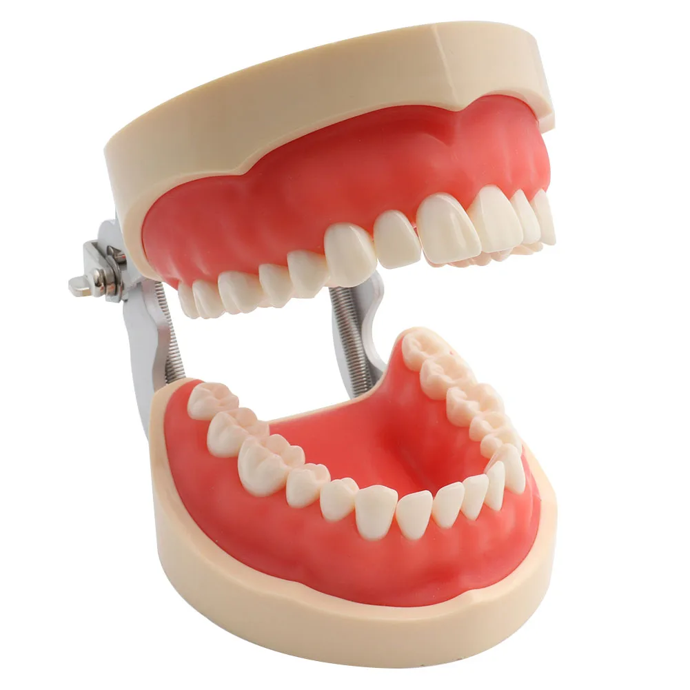 28/32 Teeth Model For Dental Technician Practice Training Jaw Typodont Standard Dental Model Teeth Teaching Model With Soft Gum