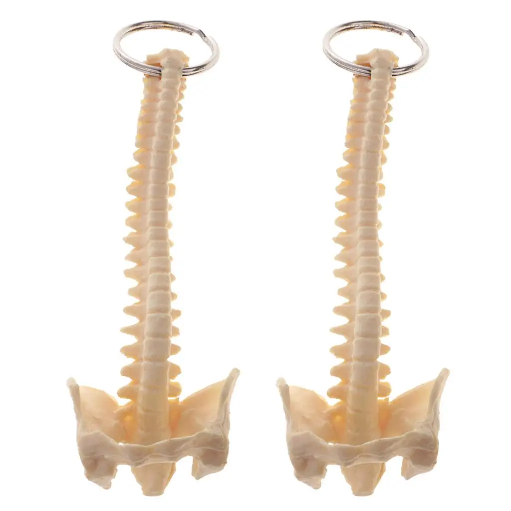 

Mini Handcrafted Human Spine Skeleton Model Keychain Teaching Aid 2x