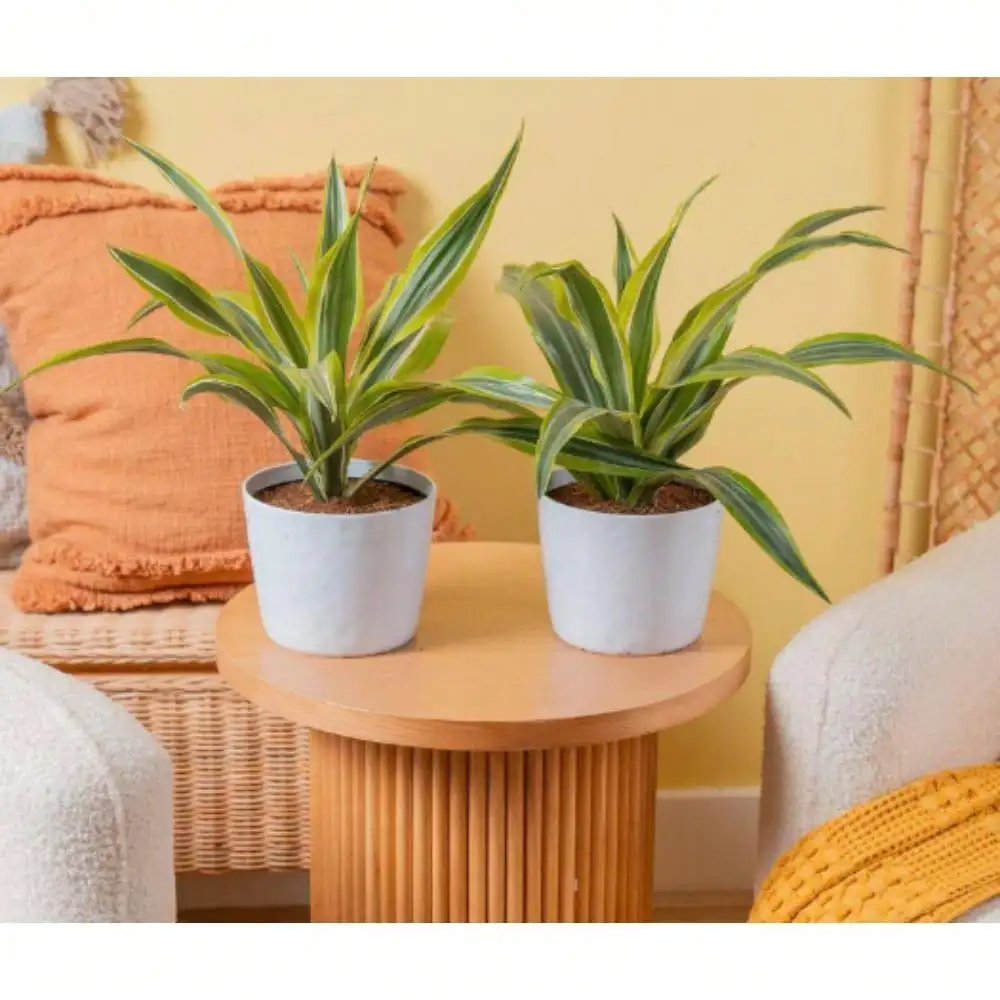 

Live Plants, Dracaena Indoor Plant in 6 in. White Decor Planter, Avg. A low maintenance addition to desks and table tops.