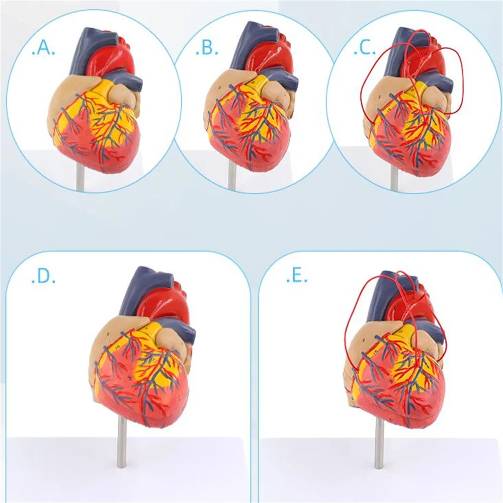 Disassembled Human Heart Model for Adult, Teaching Tool, Detachable, Natural, Color, 1:1, B053, New