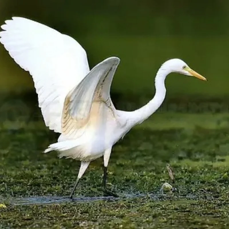 

Стальная приводная шестерня редуктора для модификации и обновления пропорционального дистанционного управления MJX 1/14 и 1/16