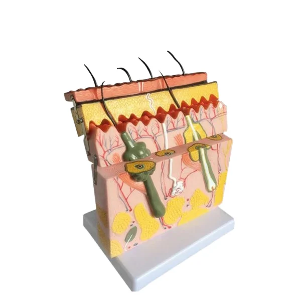 Human Skin Anatomy Structure Model, Skin Section Model