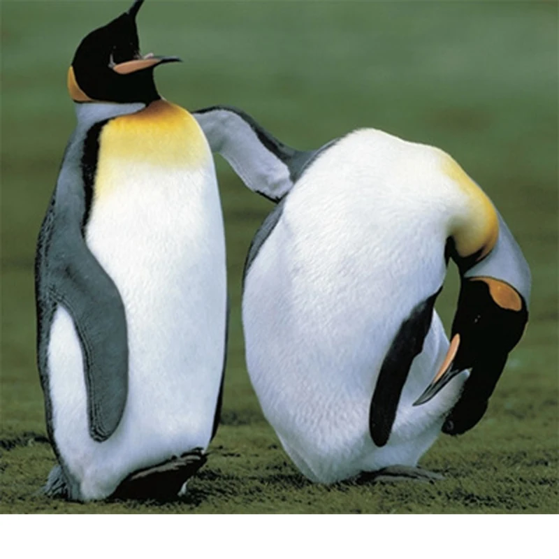 

Carbon Fiber Pattern Rearview Mirror Cover Caps For BMW 3 Series G20 G30 G31 G32 G11 G12 2017-2022 LHD Car Accessories