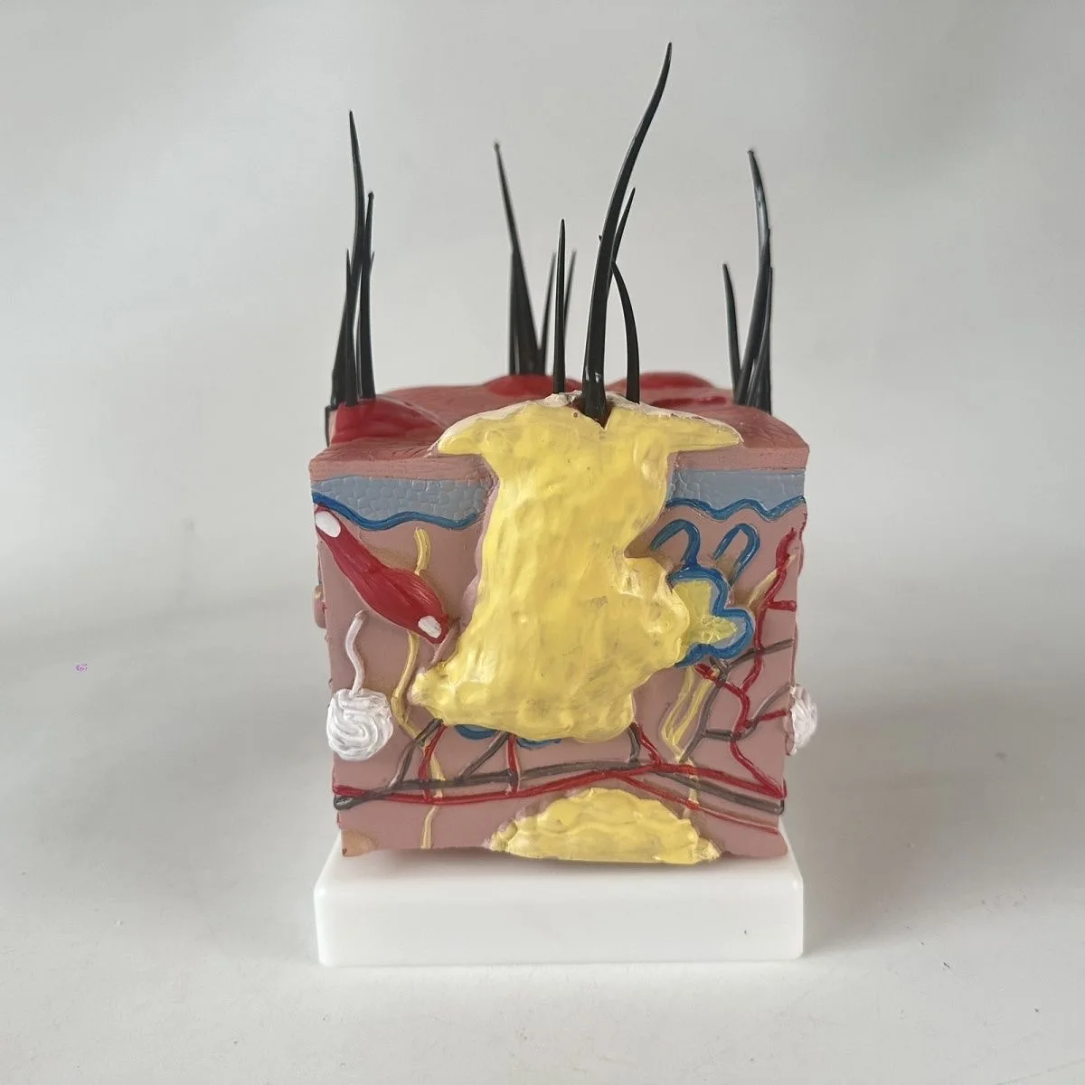 Sick Dog Skin Anatomy Model Veterinary Science Aids Teaching Canine Research