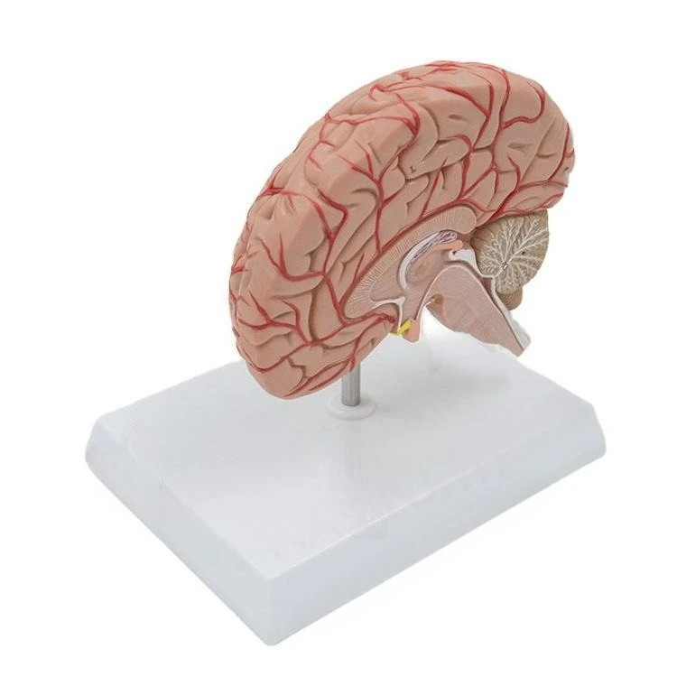 Human right brain structure cerebrovascular cranial nerve anatomical model Teaching neurology brain specimen