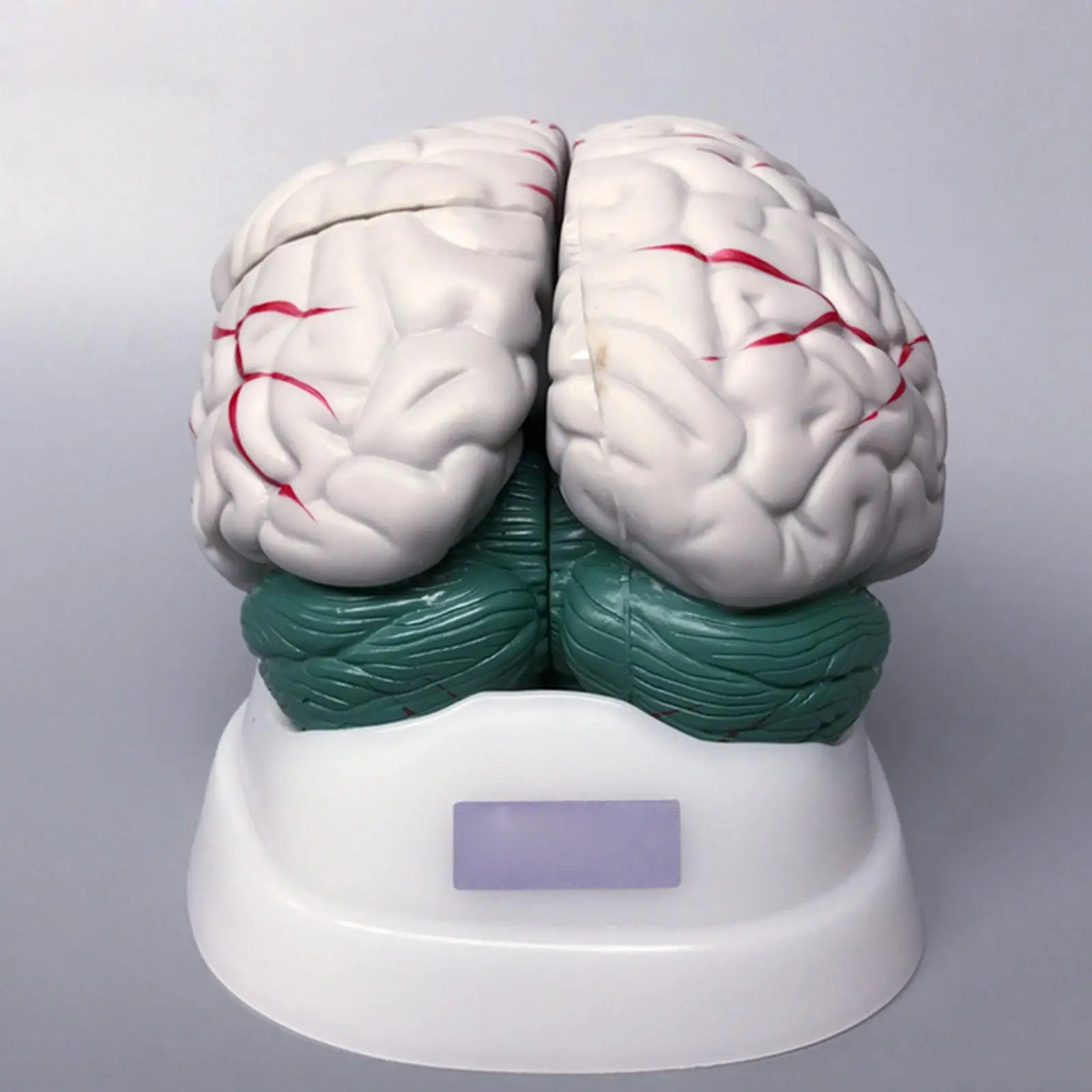 PVC Human Brain Life Size 3 Part Brainstem Structure Fully Dissected Medical Model