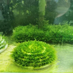 2pcs Moss Breeding Boxes Aquatic Plant Holders Permeable Holes Plastic Containers Water Grass Boxes Fish Tank Decors Aquarium