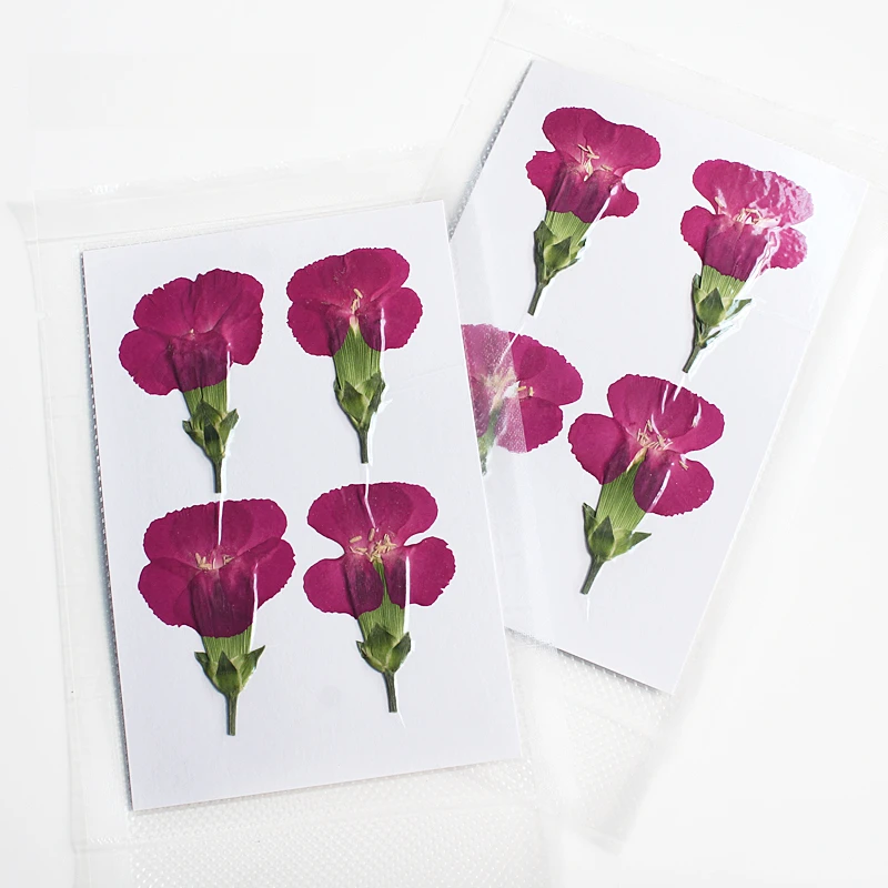 Natur geprägte Polystyrol Nelke, neue primäre getrocknete Blume DIY Epoxy Handytasche Blumen Lesezeichen Hochzeitsdekoration, 4 Stück – Detail 11