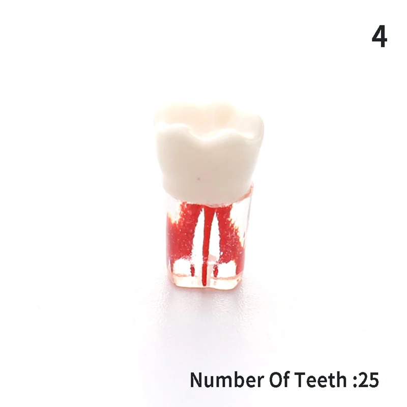 Tooth Model For Dental Oral Teaching Resin Teeth Resin Dental Endodontic Tooth Model With Colored Root Canal And Pulp Practice