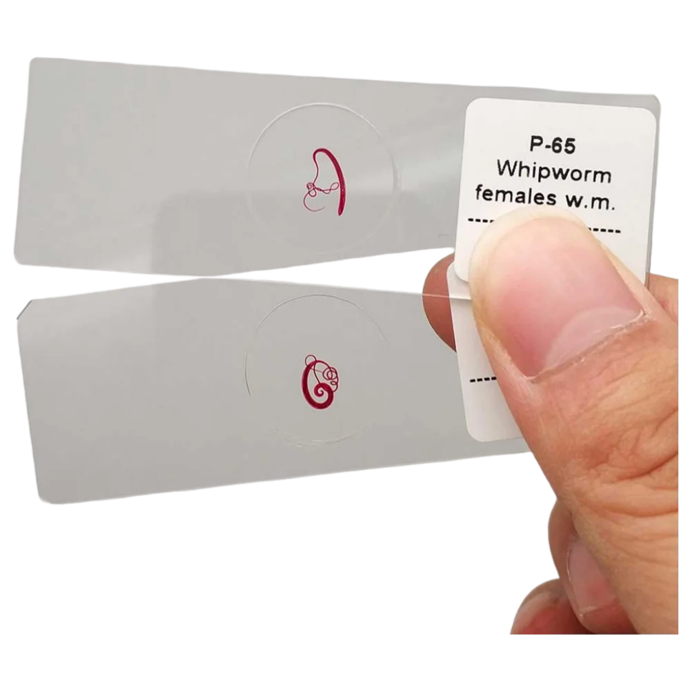 

1 шт., микроскоп Trichuris Trichiura для взрослых, подготовленные предметные стекла Whipworm для женщин или Whipworm, для мужчин, w.m