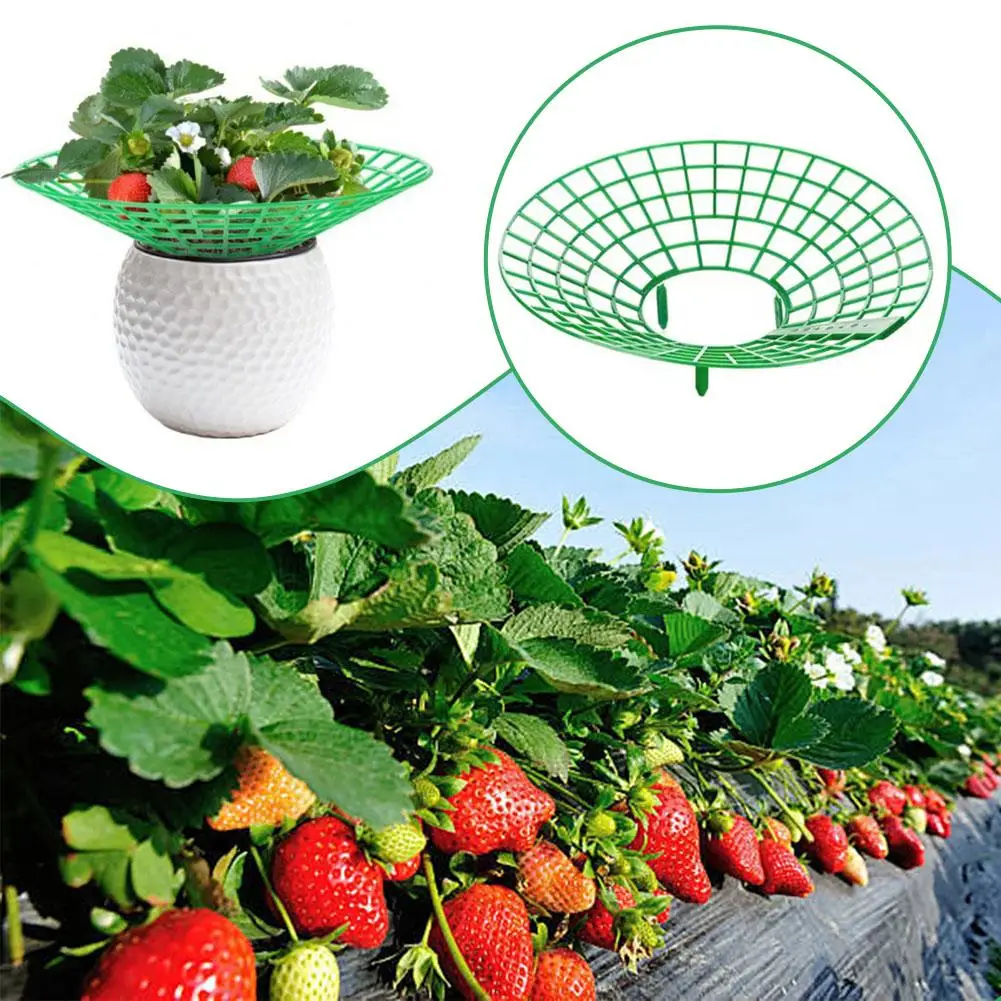 

Strawberry Planting Tray Bracket Gardening Potted Fruit Orchard Green Anti-leaf Frame Fruit Splicing Plant Rotten Support A5w4