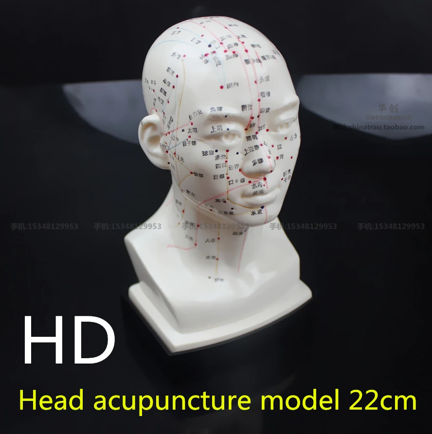 medical Head acupuncture model 22cm high definition face Facial Acupoint Acupuncture point model Head acupuncture teaching model