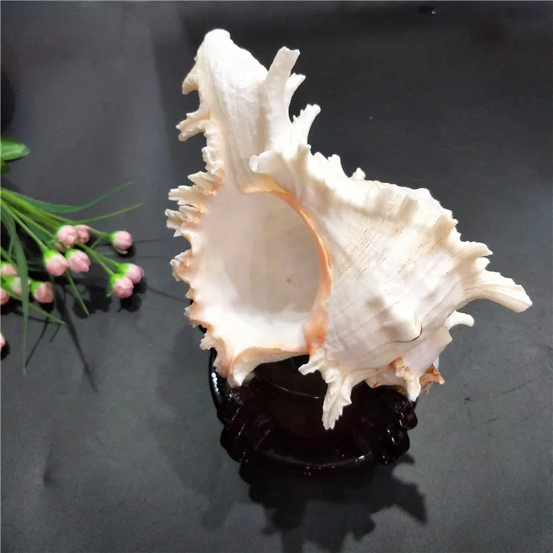 16-23CM Natural Large Conch Shell Kirin Snail Murex Ramosus Shell Collection Gift African Turban Seashell Coral Conch Home Decor