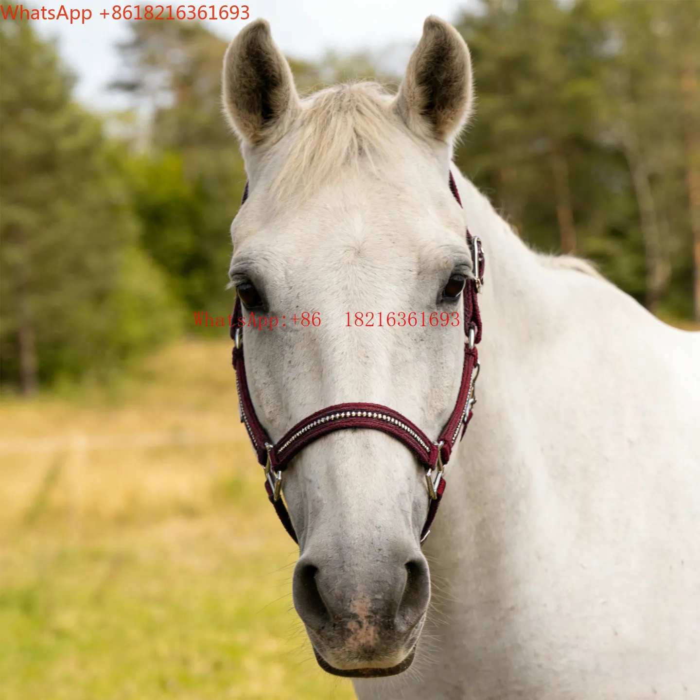 Limited Offer Equestrian Bridle Wear-resistant Not Restraining Adjustable Harness Equestrian Supplies