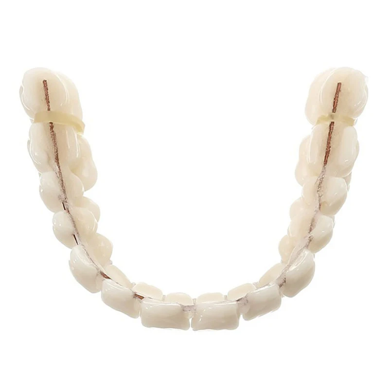 Dental tooth models for patients with oral defects, dental supplies and accessories to repair bad teeth and missing teeth