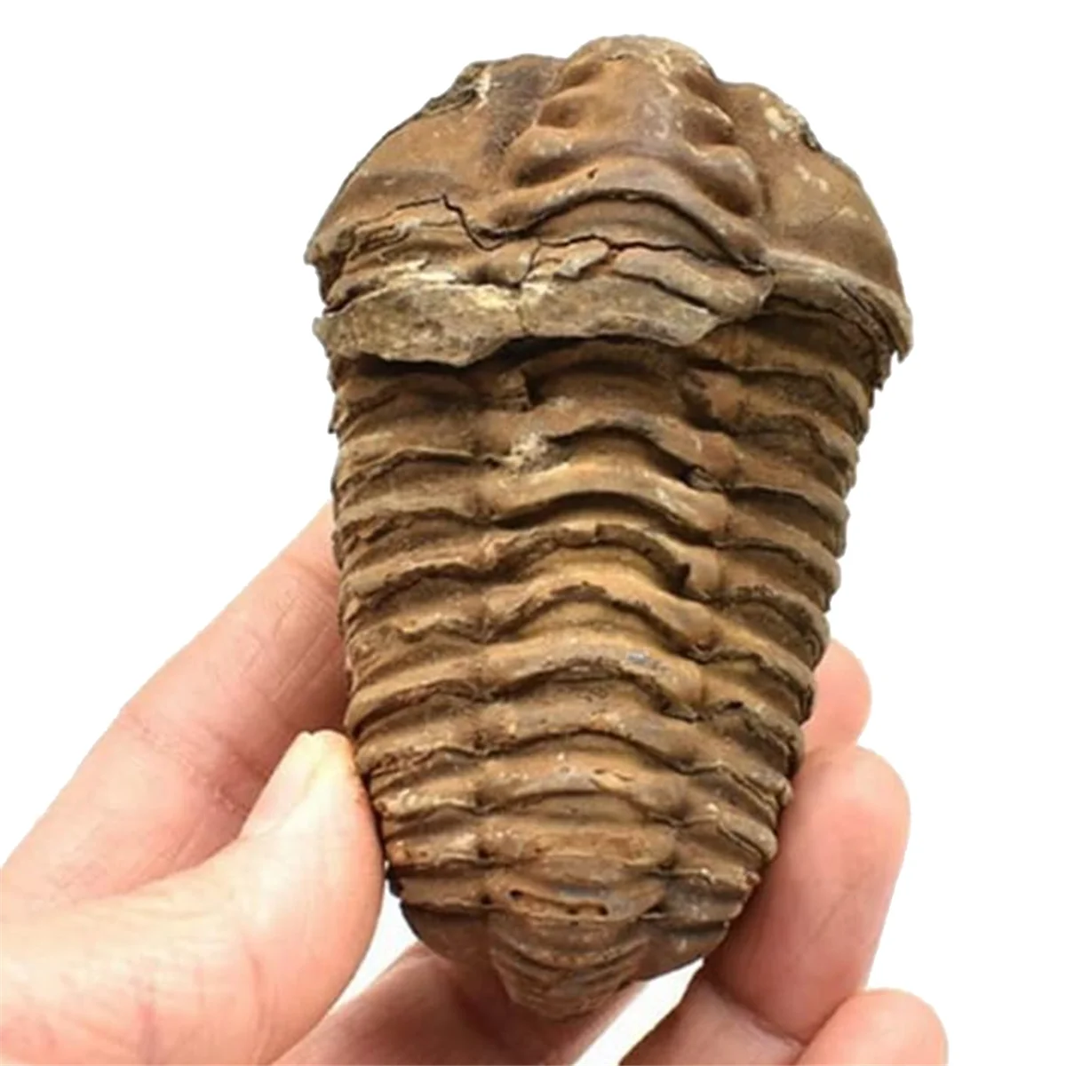 1Pcs Flexicalymene Moroccan Trilobites Fossil 8-9cm Morocco