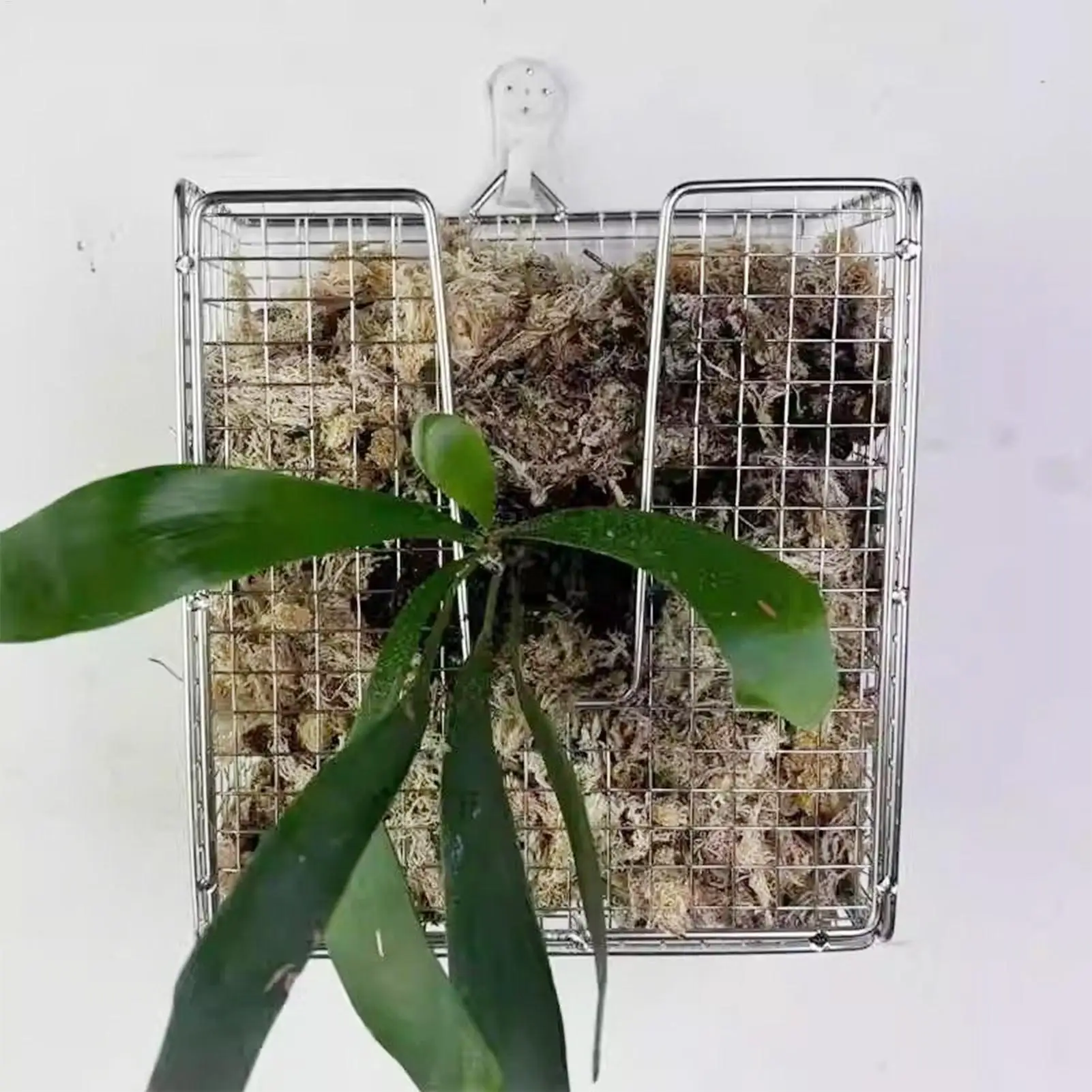 

Staghorn Fern Mounting Kit Vertical Hangable Holder for Orchids 304 Stainless Steel Basket with Vertical Design for Living Room
