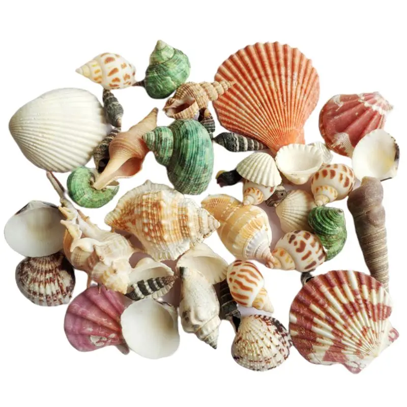 652F 120g Natural Turbo Seashell Sea Conch Hermit Crab House Aquarium Practical Shells Crafts Decorations Photography Props