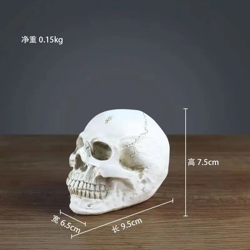 3Kinds Of Medical Props Model Life Size Human Model Anatomical Anatomy Teaching Skeleton Head Studying Teaching Supplies