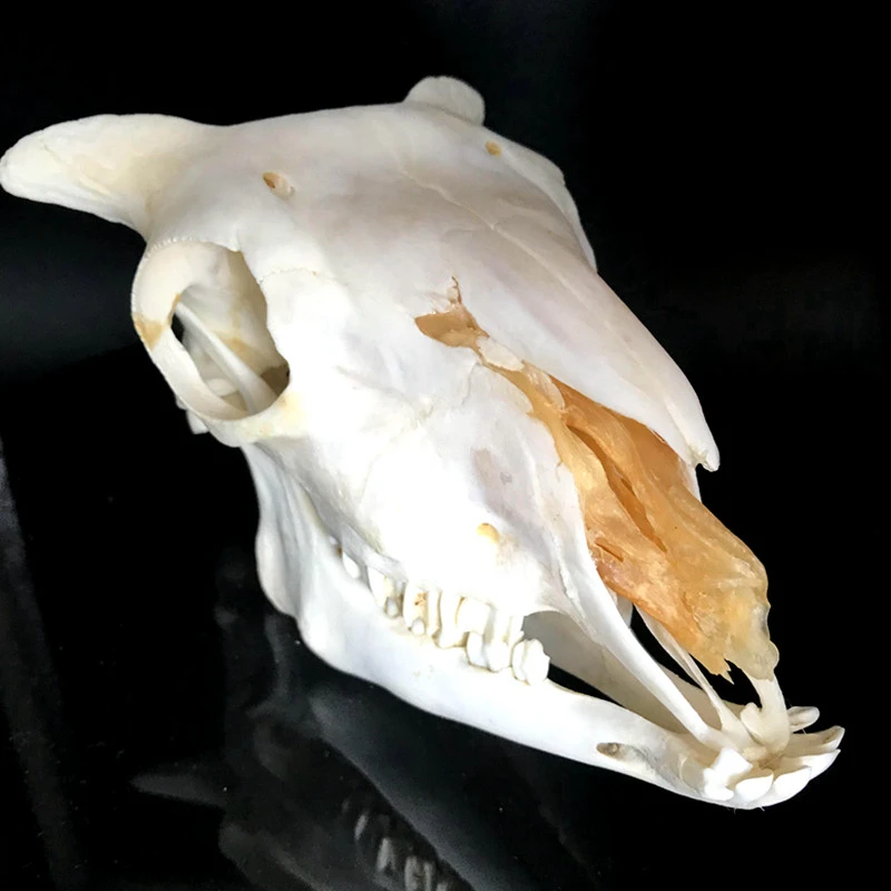 Cráneo de oveja con cola pequeña, Cráneo de Animal, Ovis aries, espécimen de enseñanza, 1 ud.