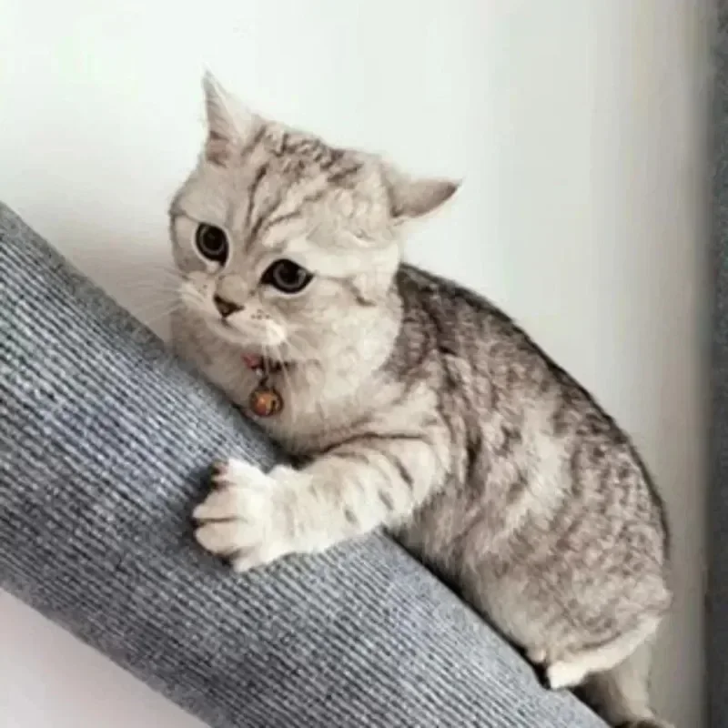 عصا خدش ذاتية اللصق مثبتة على الحائط للقطط ، لوح خدش ، لعبة هريرة ، إطار تسلق ، مقاوم للاهتراء ، أثاث حيوانات أليفة #4