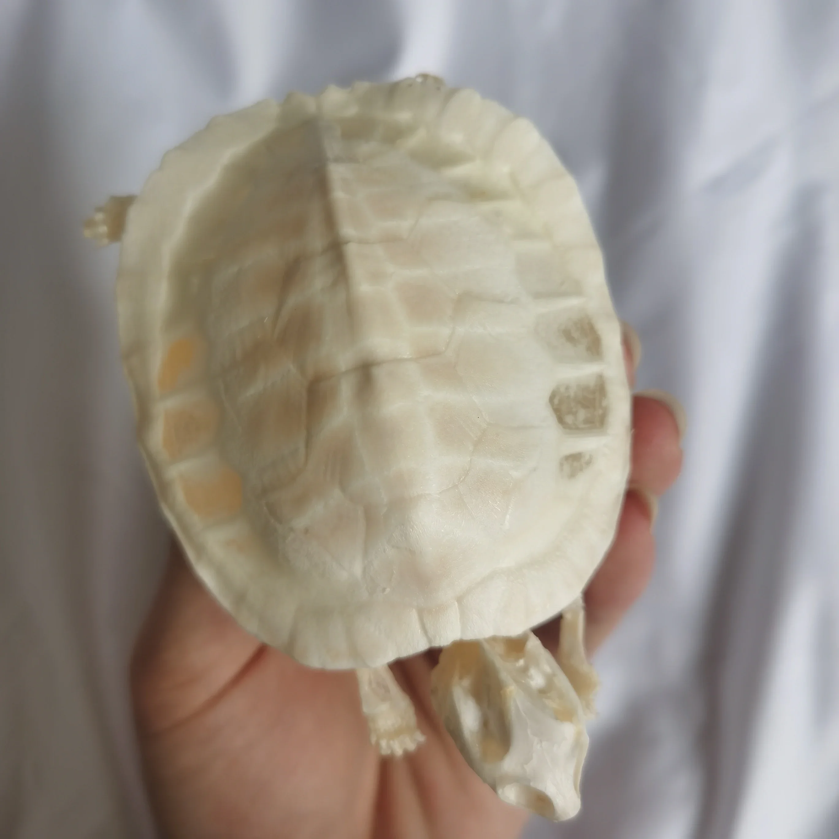 

1pcs Complete Tortoise Skeleton.Real Animal Bone Exquisite Works of Art Fish Tank Decoration Specimen Collection 11cm