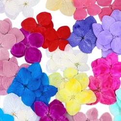 1.5~2.5CM/24PCS Real Natural Dried Pressed Hydrangea Flower Head,Dry Press Flowers Petals For Epoxy Resin Jewellery,Phone Case