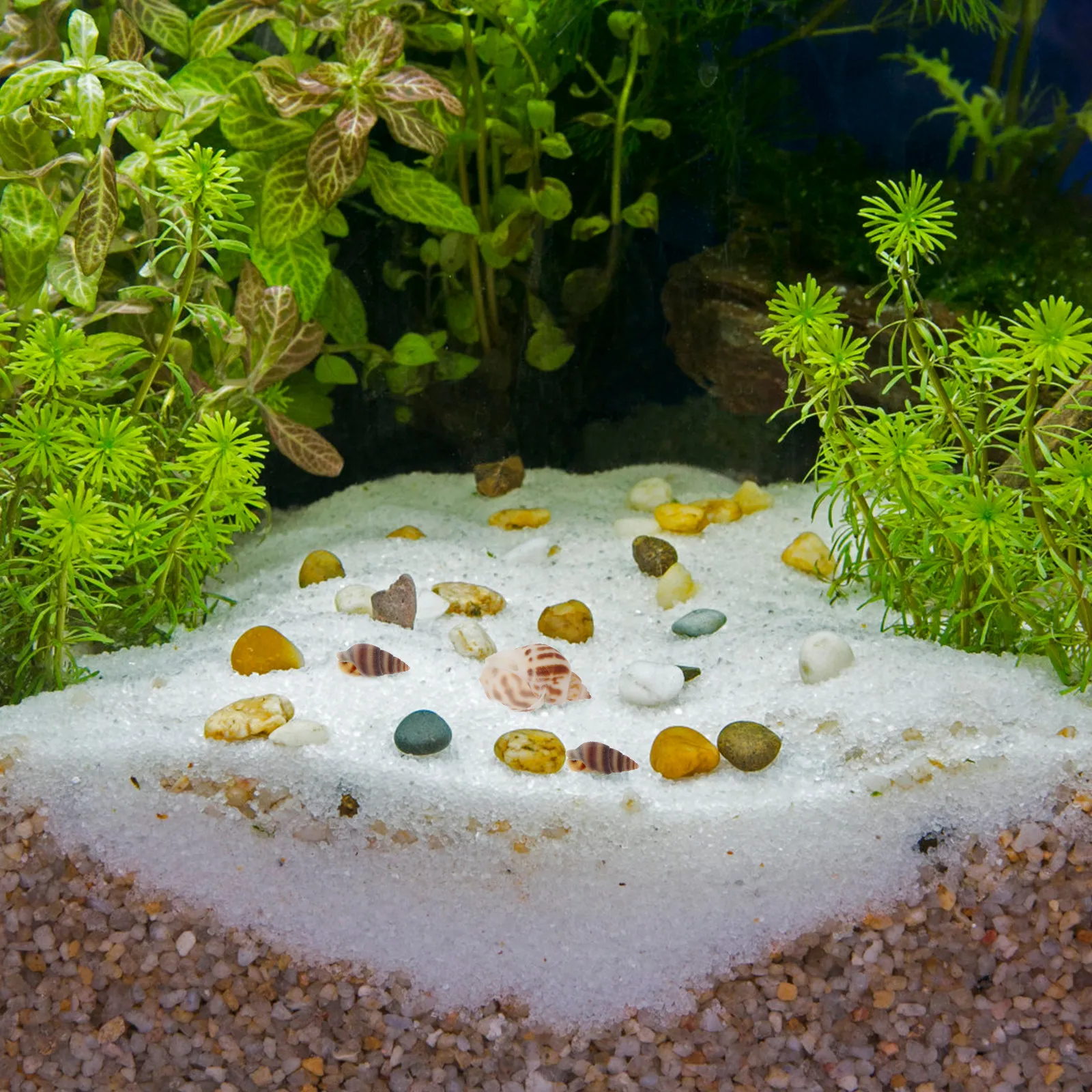 Natural Conch Decorations for Fish Tank Vase Fillers Aquarium L scaping Shells Fish Tank Adornments Home Crafts