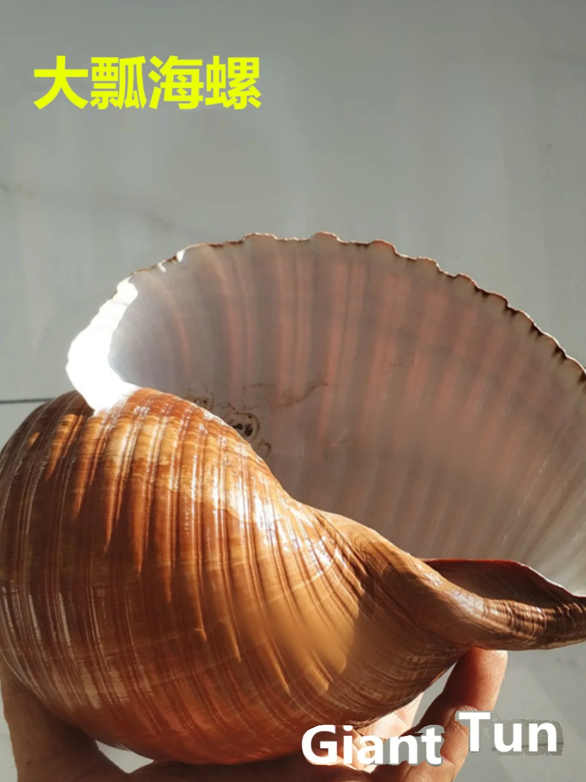 Natural Giant Striped, Black Spoon, Chestnut Zebra Conches - Ideal for Aquarium Scenery, Hiding Spots, Bonsai Decor view 4